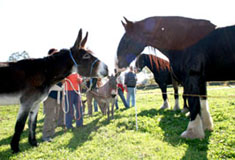 Esel Camillo und ein Shirehorse nehmen Kontakt auf